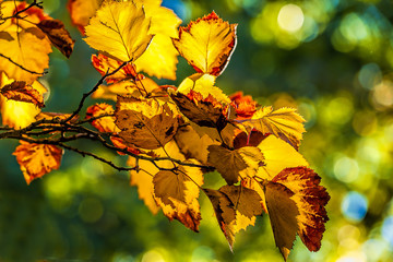 Burnt orange fall leaves.