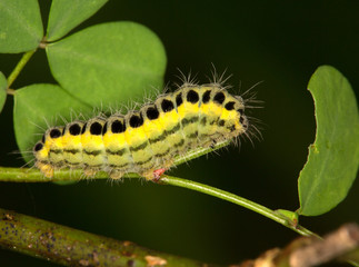 Macrophotographie d'un insecte: Chenille de la zygène de la filipendule (Zygaena filipendulae)