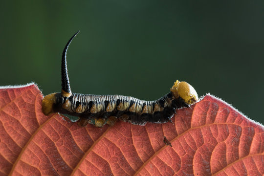 Caterpillar in Southeast Asia.