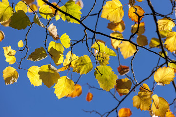 Fall leaves against blue sky.