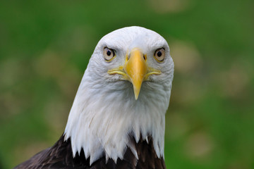 Bald Eagle Close Up Head Shot