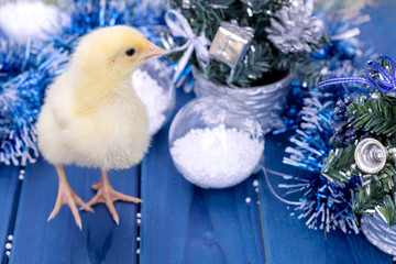 New years chick 2017, greeting card. Young rooster - a symbol of new year 2017. Animal, bird, poultry. New year concept.