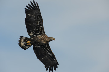 Immature Bald Eagle Flying Overhead