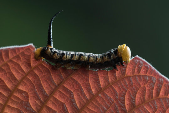 Caterpillar in Southeast Asia.