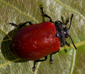 Macrophotographie d'un insecte: Chrysomèle du peuplier (Melasoma populi)