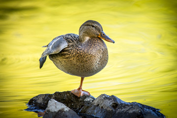 Zen duck on rock.