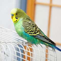 Obraz premium Budgie.