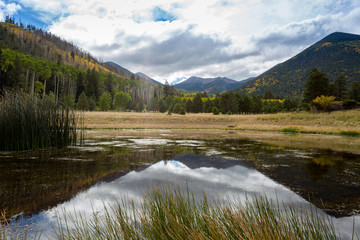 Fototapeta premium The Inner Basin Trail in Flagstaff Arizona.