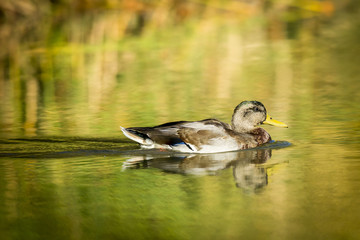 Mallard swimming in pond.