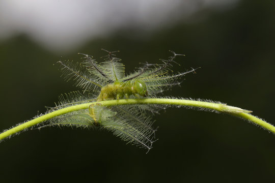 Caterpillar in Southeast Asia.