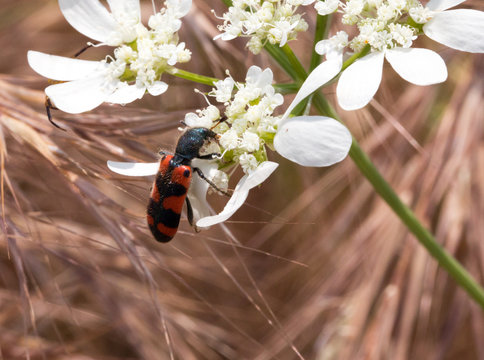 Macrophotographie d'un insecte: Clairon des abeilles (Trichodes apiarus)