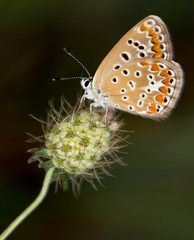 Macrophotographie d'un insecte: Collier de corail (Aricia agesti)