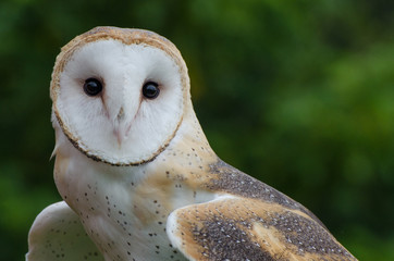 Barn Owl