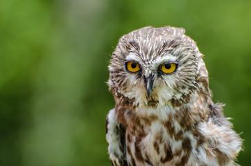 Acadian Owl