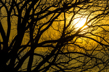 Sunrise behind tree