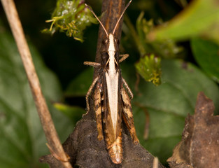 Macrophotographie d'un insecte: Criquet duettiste (Chorthippus brunneus)