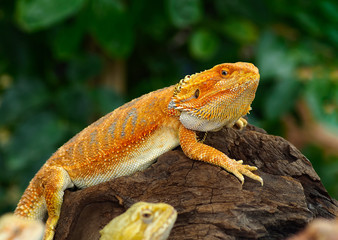 Red Bearded Dragons