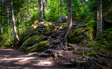 Roots
