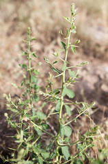 prickly plant in nature