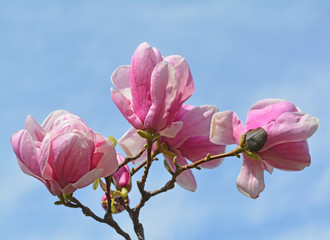 Fototapeta premium magnolia flower