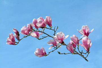 Obraz premium pink magnolia