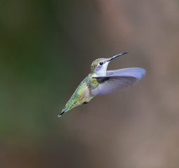Female Ruby Throated Hummingbird inspecting a daylily for nectar. These birds visit north Quebec in the summer months where they breed and return south for winter in the beginning of September.