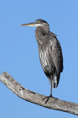 Great Blue Heron (Ardea Herodias)