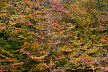 Fototapeta premium Autumn at Churet, Mazandaran, Iran