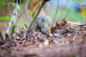 Cyril the Red Squirrel burying his nuts in a Boreal forest in northern Quebec. The squirrel or Eurasian red squirrel is a species of tree squirrel. The red squirrel is an arboreal, omnivorous rodent. 