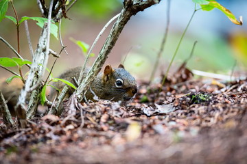 Cyril the Red Squirrel burying his nuts in a Boreal forest in northern Quebec. The squirrel or Eurasian red squirrel is a species of tree squirrel. The red squirrel is an arboreal, omnivorous rodent. 