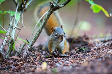 Cyril the Red Squirrel burying his nuts in a Boreal forest in northern Quebec. The squirrel or Eurasian red squirrel is a species of tree squirrel. The red squirrel is an arboreal, omnivorous rodent. 