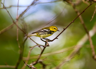 An abundant breeder of the northeastern boreal forests of Canada, the Black-throated Green Warbler is easy to recognize by sight and sound. Its dark black bib and bright yellow face.