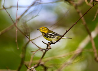 An abundant breeder of the northeastern boreal forests of Canada, the Black-throated Green Warbler is easy to recognize by sight and sound. Its dark black bib and bright yellow face.