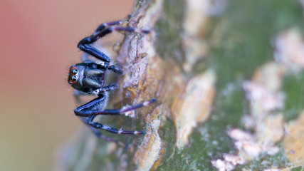 Macro jumping spider