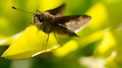 Moth lands on a leaf
