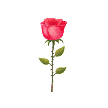 Watercolor red rose isolated on white background, hand drawing watercolor