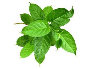 Gymnema inodorum (Lour.) Decne., Vegetable or herb native to northern Thailand's medicinal properties.