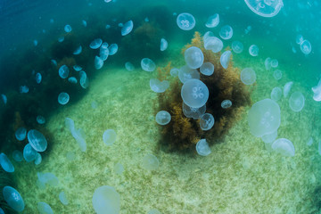 Obraz premium Seaweed and jellyfish