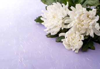 菊