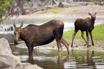 Obraz na płótnie Canvas Moose Cow with few month old Calf feeding by a creek.