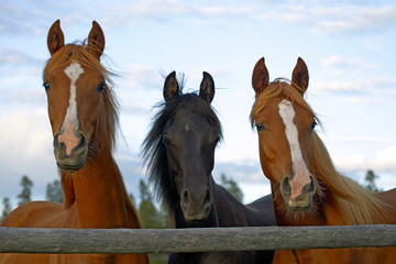 Three Yearling Arabian standing together at fence gate.