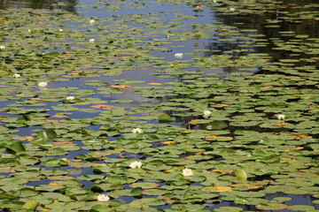 Many white waterlilies on the water surface