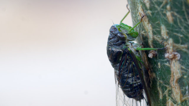 Cicada