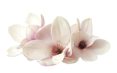 Naklejka premium magnolia flowers