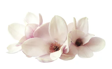 Zelfklevend Fotobehang magnolia flowers © anphotos99