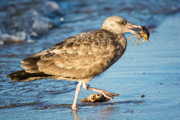 Fototapeta premium A Herring Gull catches a crab at sunrise in eastern Long Island, New York, US