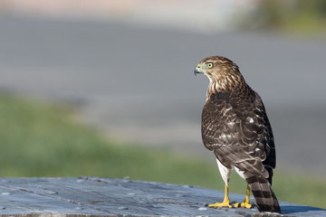 A Cooper's hawk (Accipiter cooperii) perched on a table in the Northeast, US