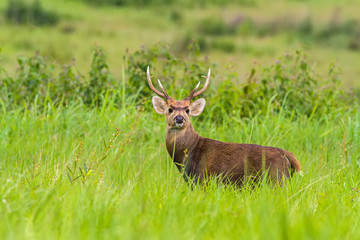Hog deer (Hyelaphus porcinus)  stand alone on green grass 