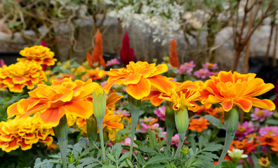 Yellow flowers