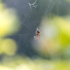 spider on a web in nature